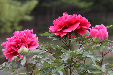 東松山ぼたん園