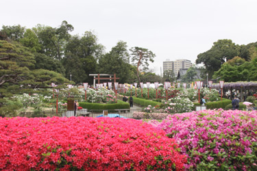 　和食藤川　箭弓稲荷神社ぼたん園