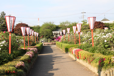 東松山の花　牡丹